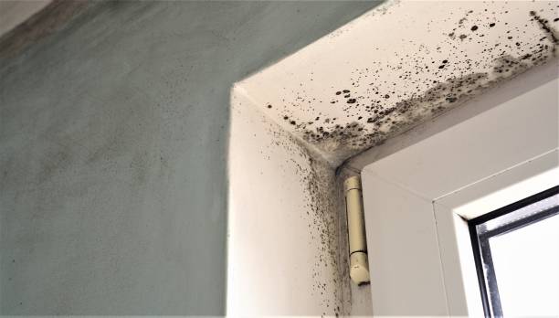 Best Black Mold Removal  in Malibu, CA