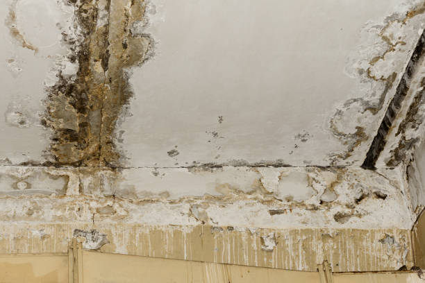 Best Environmental Consulting for Mold Prevention  in Malibu, CA