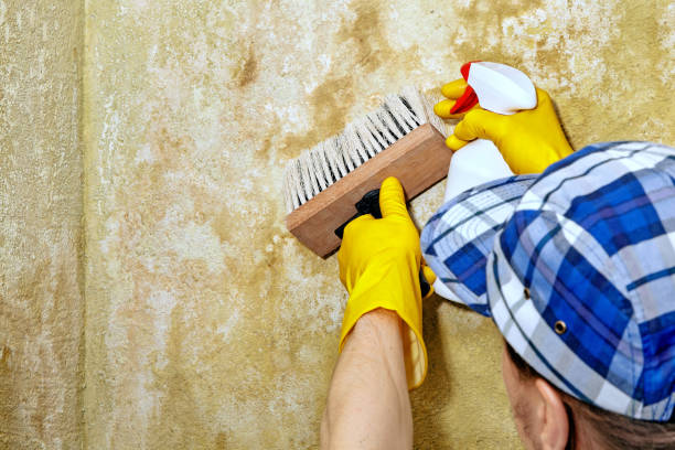 Mold Remediation for Rental Properties in Malibu, CA