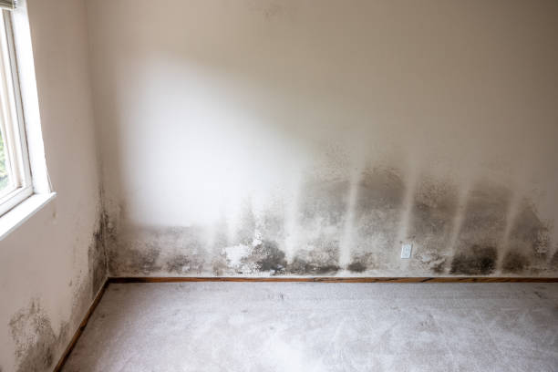 Reliable Malibu, CA Mold Removal Solutions