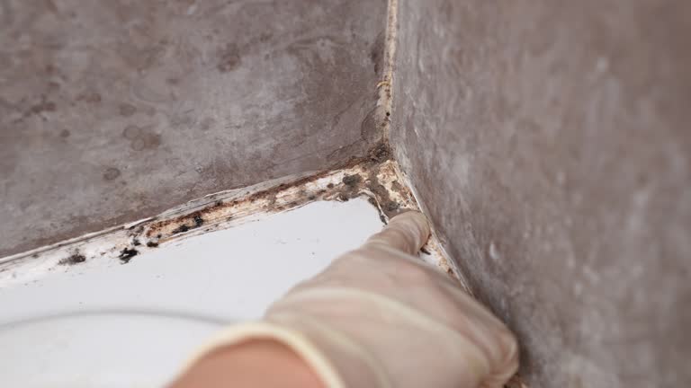 Mold Removal for HVAC Installations in Malibu, CA